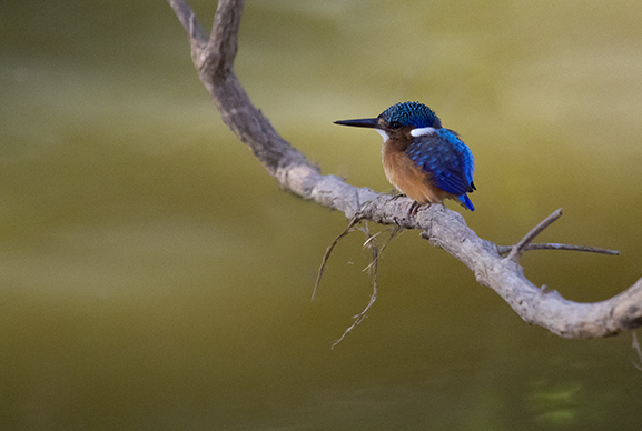 kingfisher
